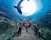 Dubai Aquarium, Dubai Aquarium and Underwater Zoo,  Dubai Aquarium & Underwater Zoo Experience in dubai