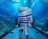 Dubai Aquarium, Dubai Aquarium and Underwater Zoo,  Dubai Aquarium & Underwater Zoo Experience in dubai
